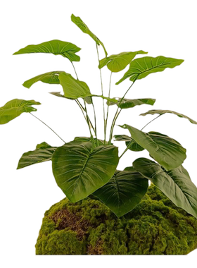 森空间植物造景绿植装饰