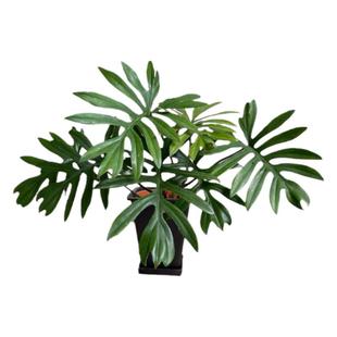 philodendron mayoi羽裂蔓绿绒进口ins观叶植物盆栽室内耐干好养