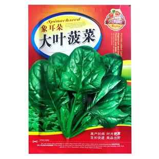 大叶菠菜种子波菜阳台盆栽庭院农家作物四季播种植疏蔬菜耐寒种籽
