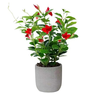 飘香藤双喜藤爬藤植物盆栽室内