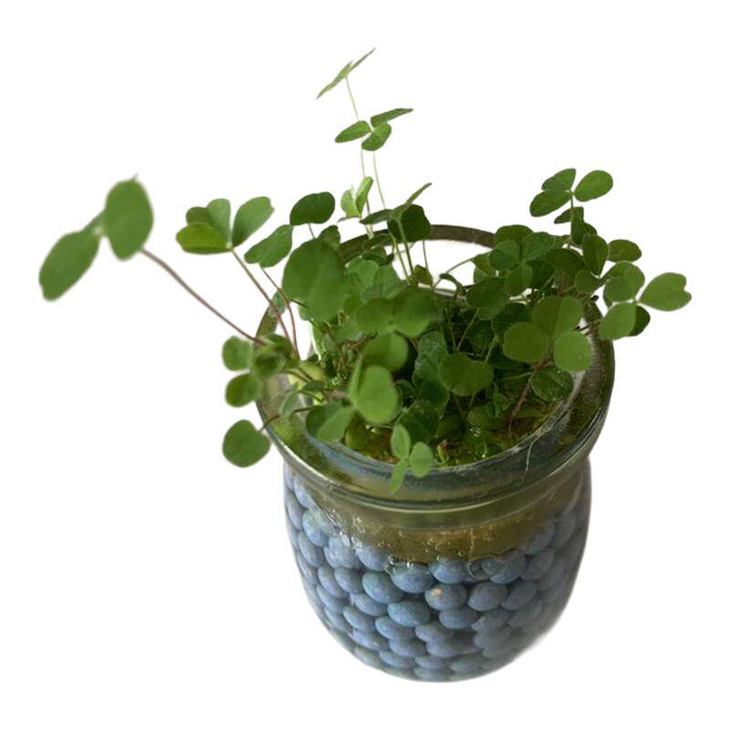 小草种子四季常青幸运草桌面草籽迷你种草小盆栽草头娃娃水培种籽