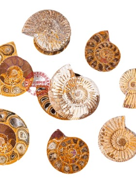 天然马达加斯加海螺化石小切片菊石原石古生物标本家居工艺品摆件