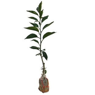 新会陈皮柑苗嫁接南北方种大果树四会柑当年结果苗橘子树苗包邮