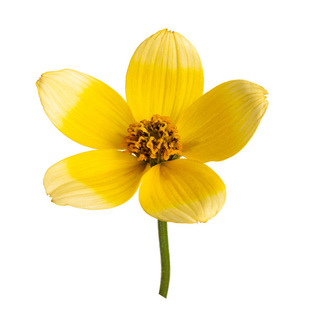 四季易种鬼针草花种子刺针草室外阳台道路庭院绿化景观绿化花籽子