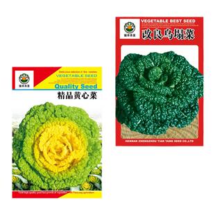 黄心乌塌菜种籽秋季耐寒黑心乌塌菜种子易种黄金乌菜蔬菜种孑大全