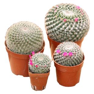 大玉翁仙人球开花室内盆栽办公桌电脑防绿植阳台小植物仙人掌多肉