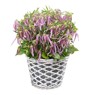 重瓣丹麦紫斑垂吊钓风铃草花苗种子酒杯粉卢布四季庭院盆栽宿根