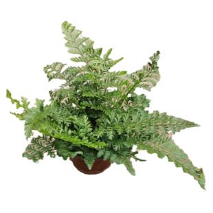 吉姆蕨宝石蕨多年生花卉四季常绿植客厅办公室桌面小盆栽净化空气