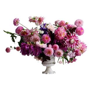 海蒂的花园大丽花种球进口大花球根花卉盆栽植物帝王大丽花树大丽