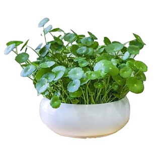 大叶铜钱草水培植物室内好养水养金钱草花卉绿植盆栽鱼缸水草专用