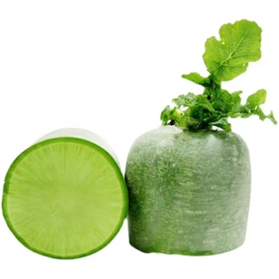 山东特选大青萝卜种子种籽耐储存秋季四季肉质翠绿甜脆多汁萝卜王