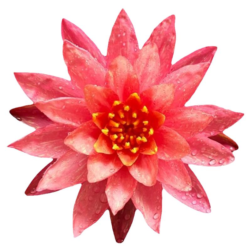 睡莲荷花原土原盆四季开花水养