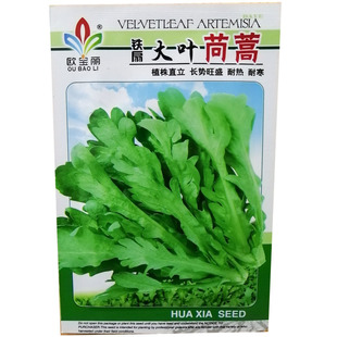 四季播种大叶茼蒿种子同蒿蓬蒿菊花菜蒿子杆子蓬花皇帝菜种籽仔孑