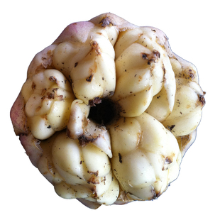 2025年宜兴新鲜大百合5斤3斤1000g宜兴特产现挖农家食用微苦百合