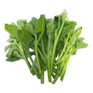 重庆四川当季农家蔬菜新鲜南瓜嫩尖藤苗洋丝瓜尖龙须菜脆瓜尖现摘