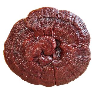 25-35厘米大灵芝盆景观赏摆件半野生赤灵芝大灵芝整枝一朵可以吃