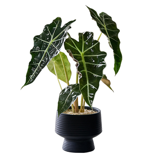 大仙女海芋网红绿植趣味新手好养办公室内桌面植物净化空气盆栽