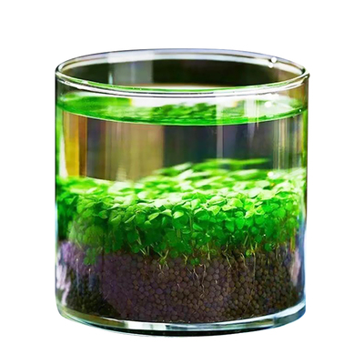 鱼缸水草种子生态绿植物种籽水培阴性真草盆栽装饰造景牛毛养鱼
