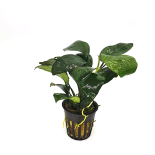 易耐养大叶榕小巴榕水族箱鱼缸造景装饰水榕绑沉木真水草活体植物