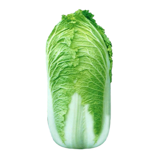 供京菜正宗唐山玉田三号大白菜河北特产脆嫩爽口新鲜蔬菜农家直供