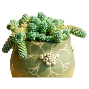 多肉植物组合盆栽绿植花卉旋叶姬星美人带盆大颗好养群生老桩多头