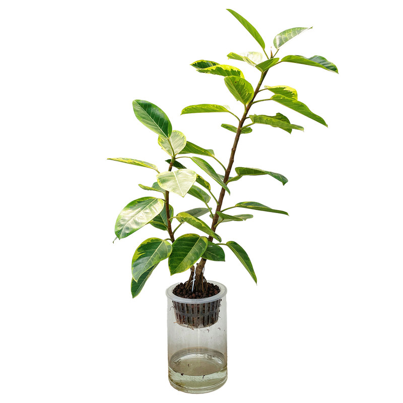 水培植物黄金榕树木好养客厅书房落地大绿植桌面盆栽含盆无土干净
