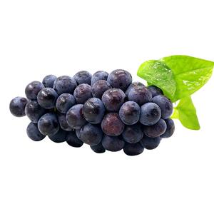 云南新鲜夏黑葡萄津果鲜