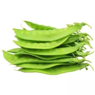 红花软荚荷兰豆豌豆种籽软荚604荷兰豆种子高产 菜豆秋季冬季蔬菜