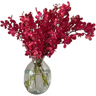 洋兰鲜花千代兰万代兰水养插花家用观赏鲜切花云南基地直发