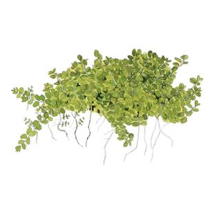 艾伦的水草造景 迷你矮珍珠水下叶无菌杯草缸前景绿油油的大草坪