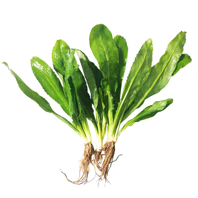 新鲜云南老缅大芜茜香菜广西鱼生