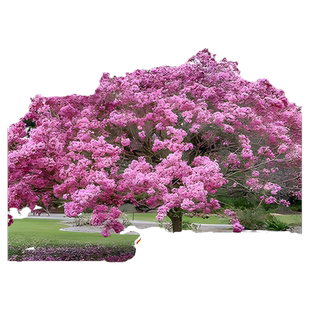 紫花黄花风铃木树苗门前造景耐寒树庭院观赏风景树苗大全绿化植物