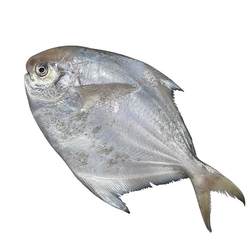 银鲳鱼特大白鲳鱼3斤舟山野生鲳鱼新鲜冷冻银昌鱼海鲜鲜活水产