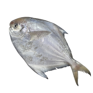 银鲳鱼特大白鲳鱼3斤舟山野生鲳鱼新鲜冷冻银昌鱼海鲜鲜活水产