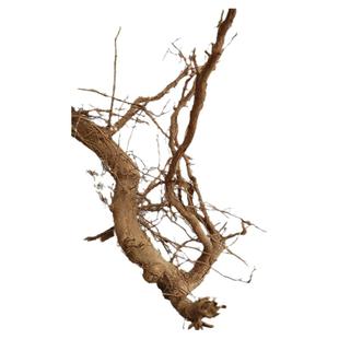 深山药材牡荆黄荆子布荆子五指枫黄荆条黄荆五指柑泡澡枝叶根现采