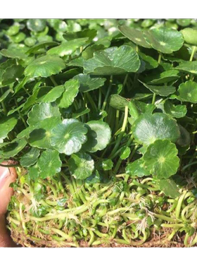 铜钱草水培盆栽室内外花卉招财金钱草绿植水景草绿植大叶子植物