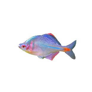 七彩鳑鲏鱼观赏鱼冷水鱼原生鱼旁皮鱼旁皮活体小型淡水鱼好养耐活