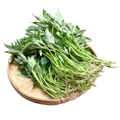 广西五叉红薯叶专吃叶子不结薯