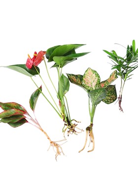 水培植物吉利红室内花卉盆