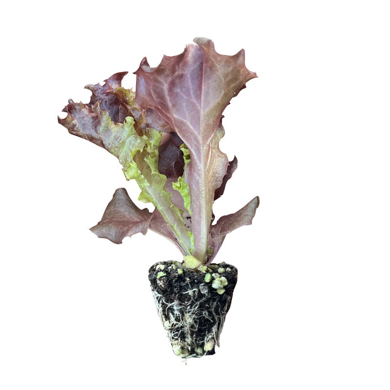 红皱生菜苗秧四季阳台盆栽甜脆好吃紫皱紫罗莎水培土培生菜种子
