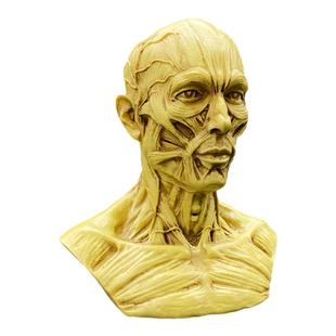 人体头部肌肉结构模型医用人头解剖素描速写美术教学骨骼骨架骷髅