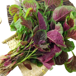 苋菜种籽大全红苋菜种子秧苗四季冬汉菜蔬菜种孑家庭阳台种植盆栽