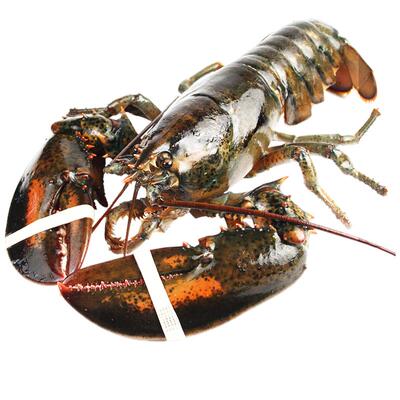 首鲜道保活波龙鲜活到家年货