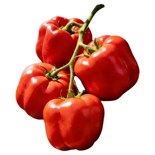 彩椒苗盆栽红灯笼椒甜椒特大高产辣椒秧苗蔬菜苗种子高产四季阳台