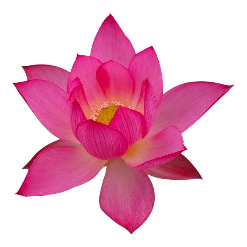 夏秋季阳台窗台早花丰花碗莲彩灯
