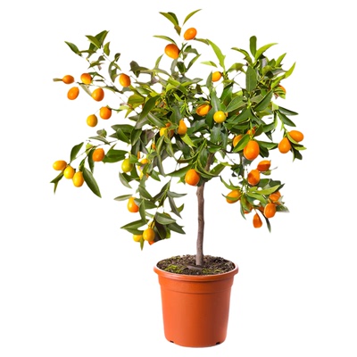 壹植当年结果脆蜜金桔耐寒