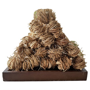 广西特产无硫新鲜生晒五指毛桃五爪金龙根须祛湿煮水煲汤材料500g