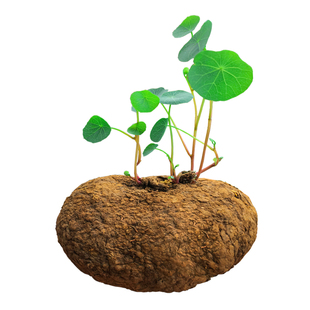 山乌龟植物红藤圆叶金不换绿植室内阳台包活爬藤盆景观叶盆栽多肉