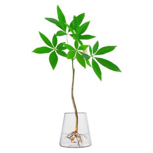水培小发财树室内办公室桌摆件旺宅绿植盆景招财树盆栽懒人好养植