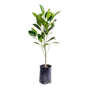 菠萝蜜树树苗嫁接泰国红肉干苞海南四季榴莲蜜木菠萝蜜果树苗庭院